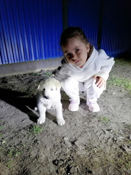 "Имя питомца.